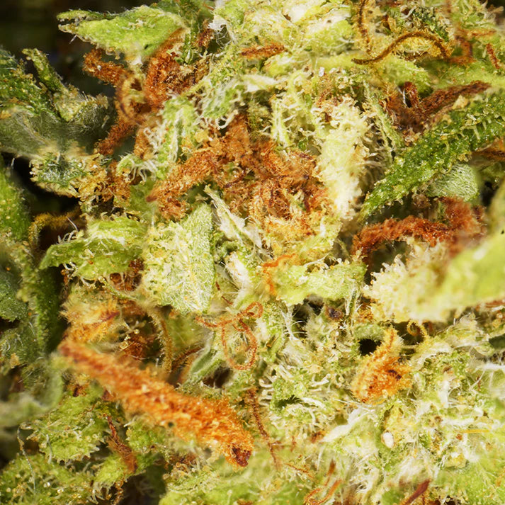 Fleur de CBD Blueberry Gorilla Punch