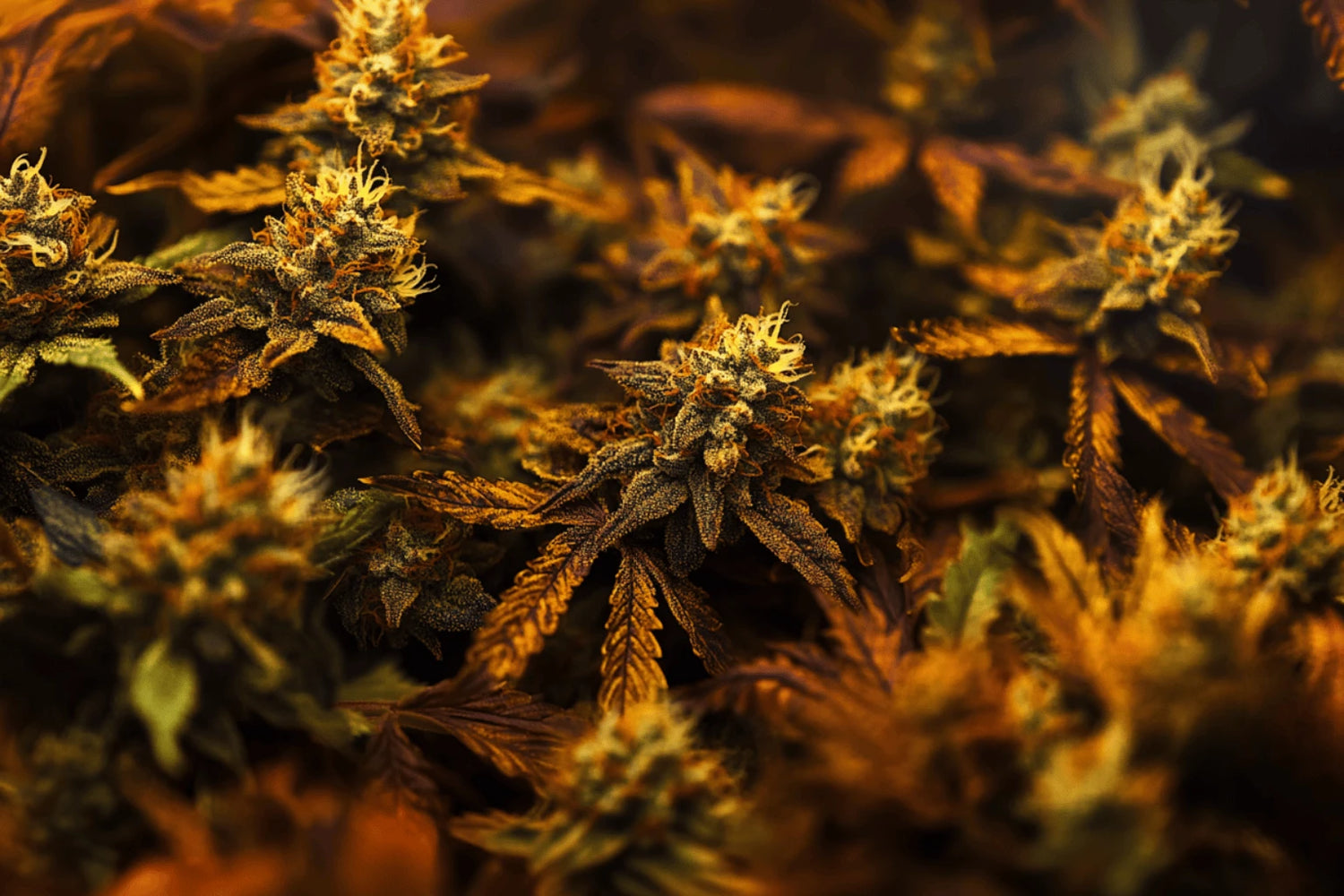 Fleurs de CBD